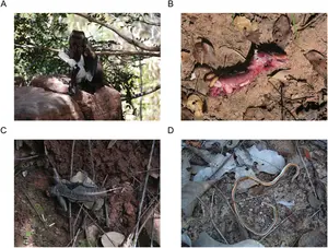 Small vertebrate consumption by capuchin monkeys (Sapajus libidinosus): Insights into the human predatory pattern