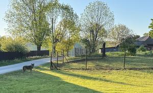 Wolf-repelling fence for fields where cattle graze: an electric fence with five sturdy strands of wire is the design used here to prevent wolves from getting into the pastures.