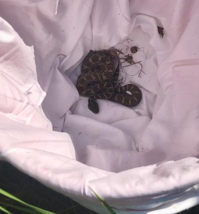 Captured snake