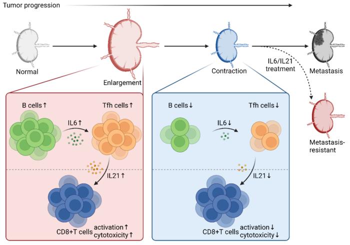 Image: Key findings in the study, including the dynamic pre-metastatic alterations of lymph nodes, the responsible regulatory mechanisms, and lymph node targeting strategies.