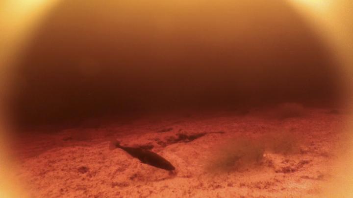 Distantly Related Fish Find Same Evolutionary Solution to Dark Water
