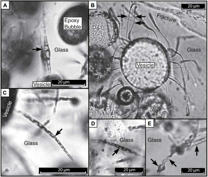 Microbial Ichnofossils