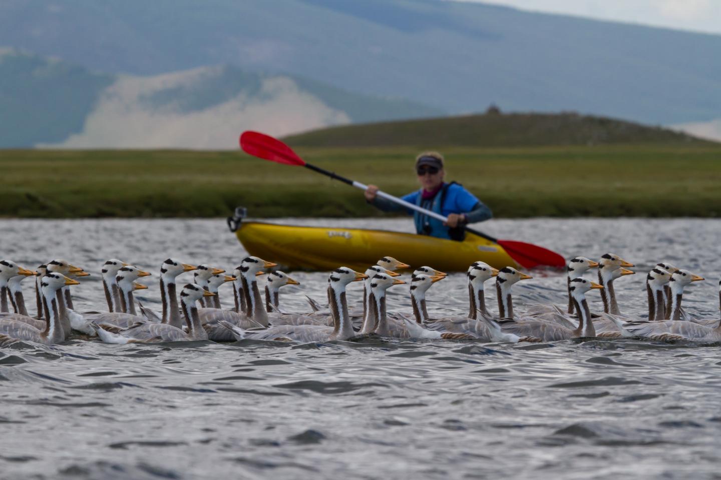 Geese Use 'Roller Coaster' Strategy to Fly Over Himalayas (1 of 12)