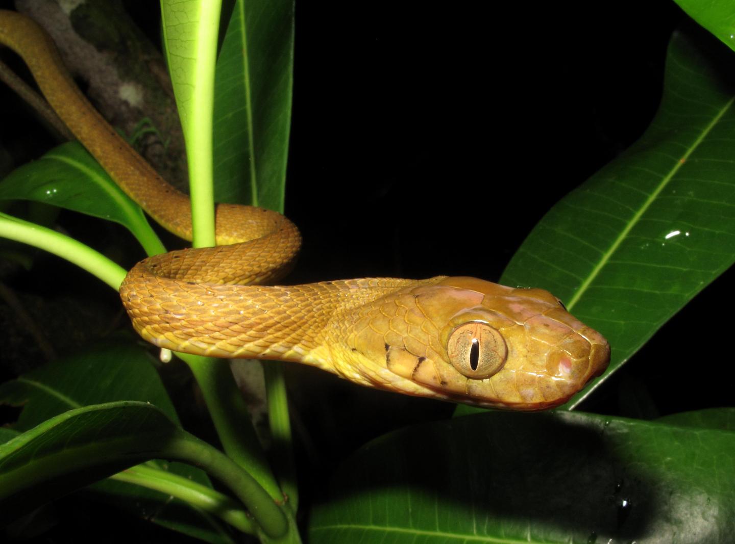 brown tree snake