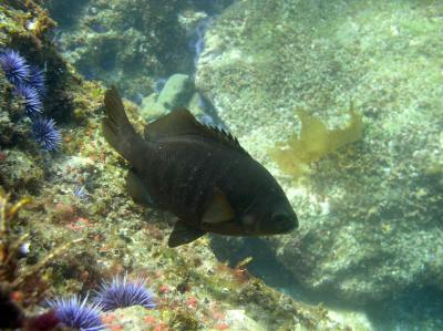 Black Surfperch (<i>Embiotoca jacksoni</i>)