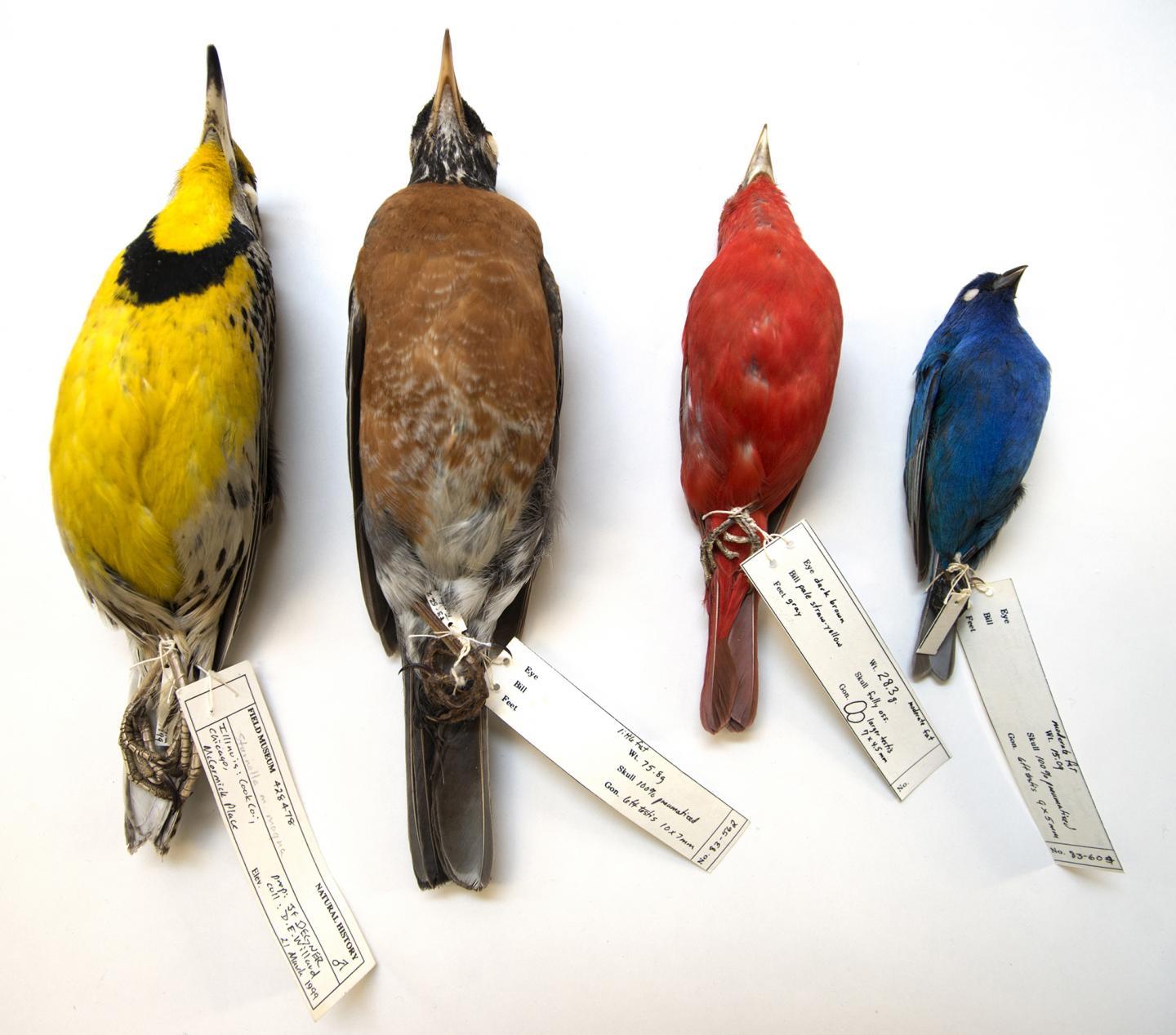 McCormick  Place birds