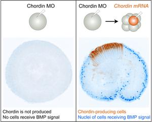 Fig. 2: Blocked Chordin protein production by microinjection of Chordin MO (left). This effect can be rescued by injecting Chordin mRNA into the Embryo (the descendants of the injected cell are stained orange in the embryo on the right).