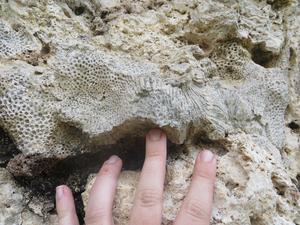 Fossil coral