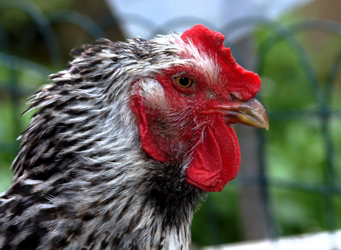 Chicken