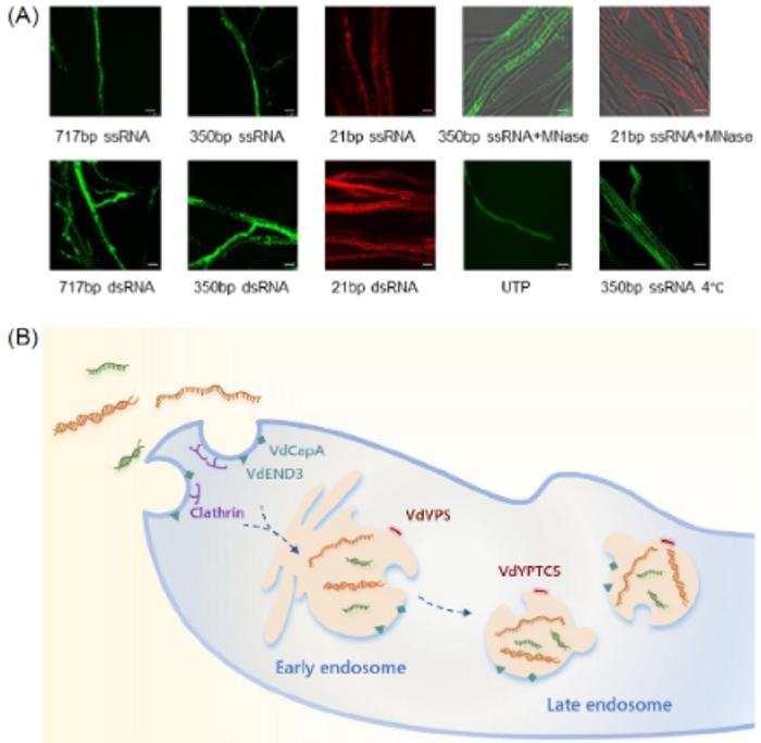 Figure1. Endocytosis-mediated pathway for exogenous RNAs absorption in Verticillium dahliae.