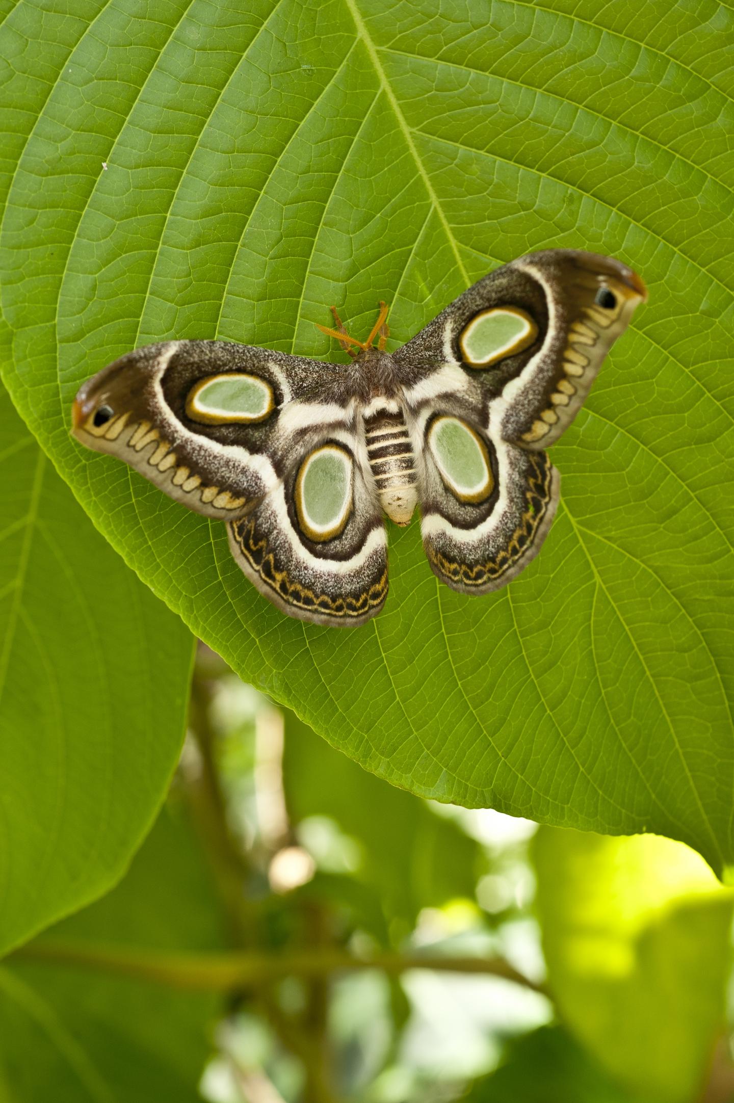Day-tripping Moths
