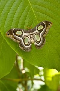 Day-tripping Moths
