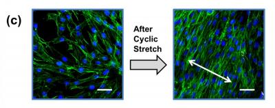 Fibroblasts