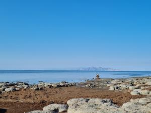 collecting nematodes