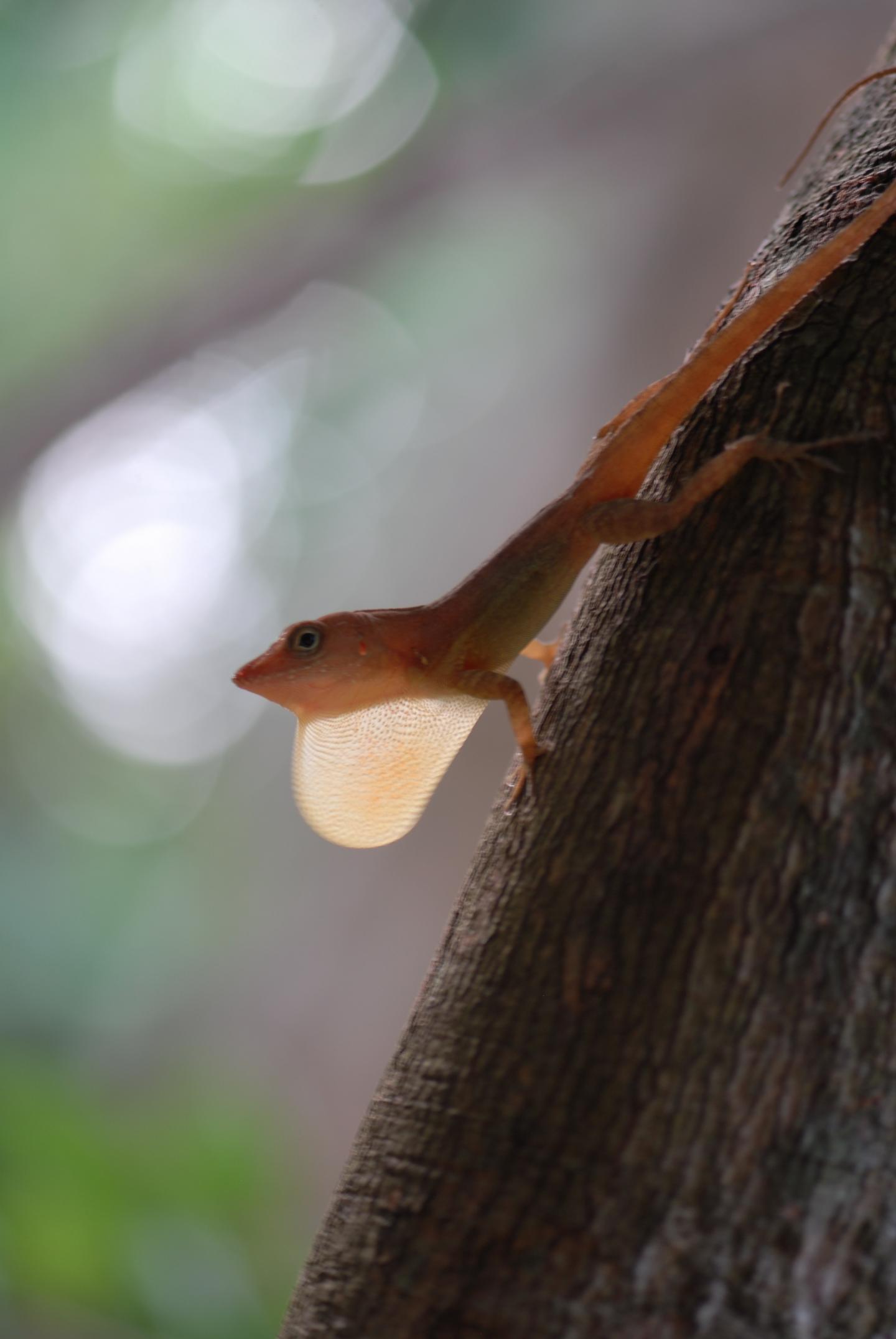 Jamaican Gray Lizard (<em>Anolis lineatopus</em>)