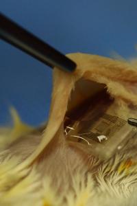 Transient Electronic Implant