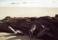 Log and Hatchlings