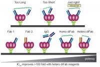 Using DNA as a Molecular Ruler