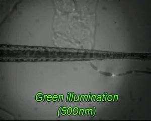 Neuron's Function Revealed