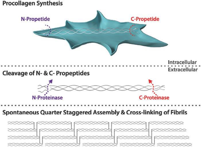 Intracellular synthesis and extracellular assembly of collagen molecules.