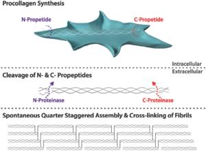 Intracellular synthesis and extracellular assembly of collagen molecules.