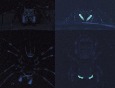 UV Light Critical to Spider Courtship