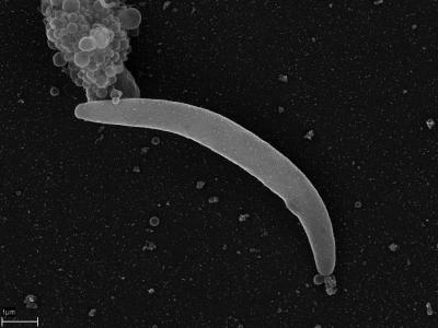 Antibiotics: A Natural Vaccine for Malaria? (2 of 5)