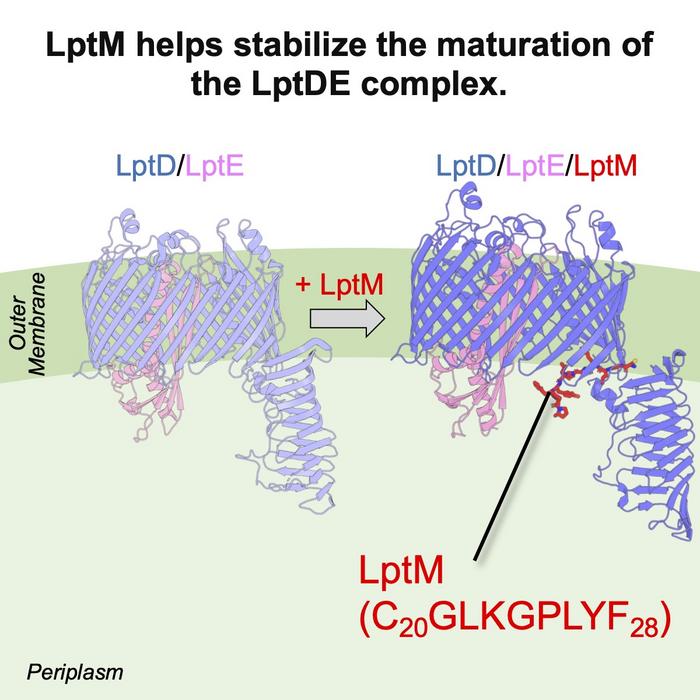 LptM as a key player in the maturation of the LptDE complex.