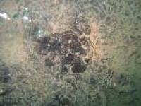 Oil on the Floor of the Pacific Ocean