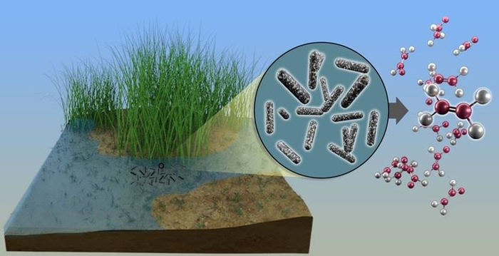 A Newly Discovered Enzyme Makes Ethylene and Methane