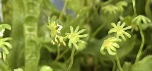 How plants learnt to protect themselves from UV rays