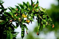Pigeon Pea