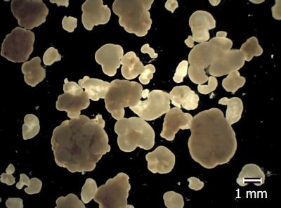 Bacterial Granules