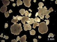 Bacterial Granules