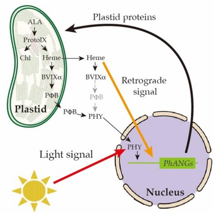 Interaction of heme retrograde and phytochrome light signaling in plant cells