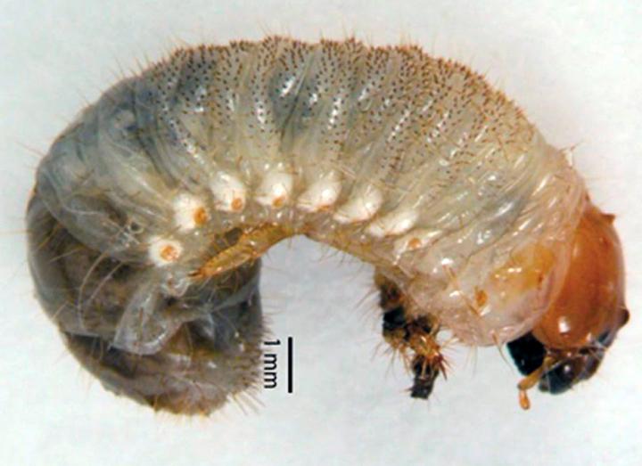 <em>Cyclocephala</em> spp.