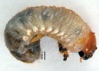<em>Cyclocephala</em> spp.
