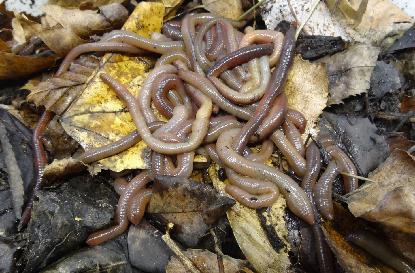 Earthworms