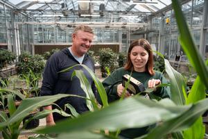 Collecting corn plant data