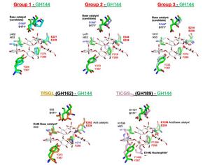 Structural comparison of known and newly identified β-1,2-glucan-degrading enzymes