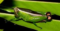 Katydid