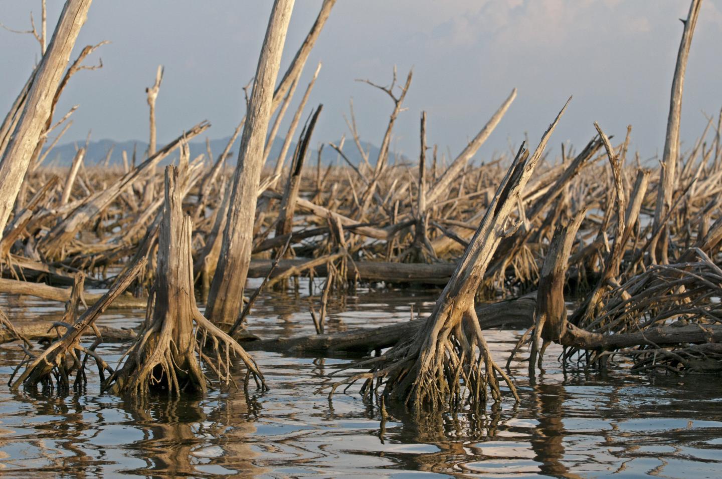Do the Benefits of Hydroelectric Dams Outweigh the Environmental Consequences? (6 of 6)