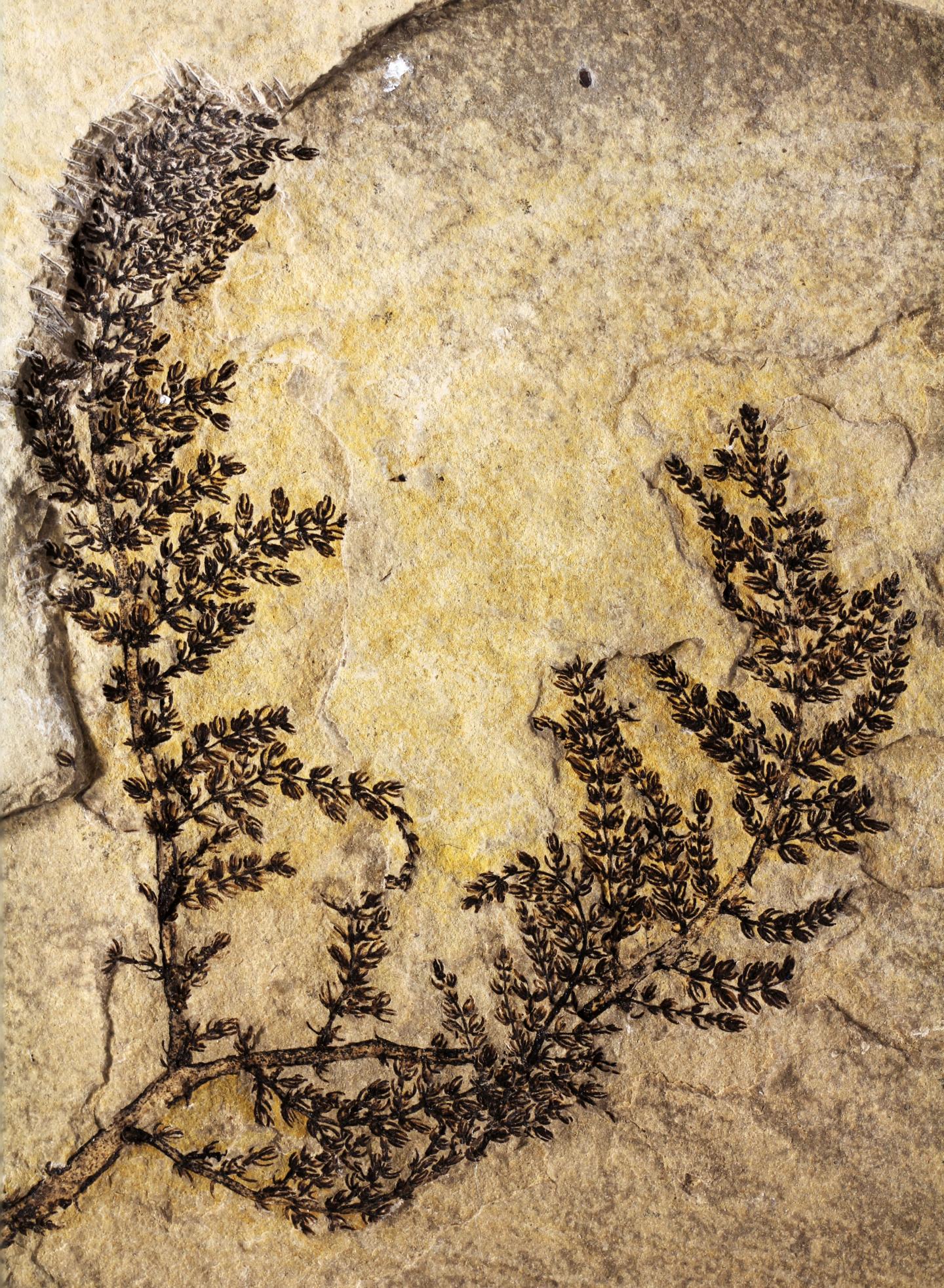<i>Montsechia vidalii</i>