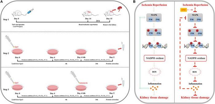 Flowchart and mechanism diagram for this study.