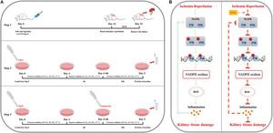 Flowchart and mechanism diagram for this study.