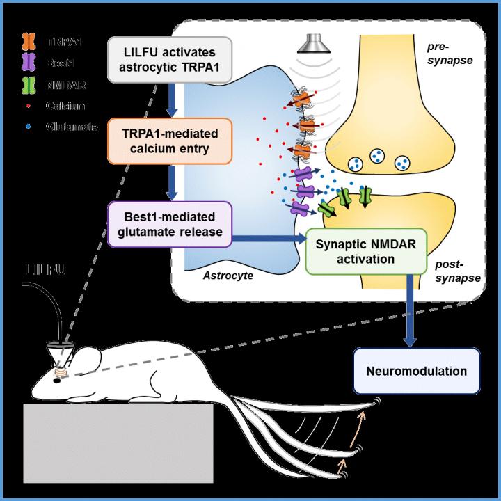 Figure 1 Schematic Model for Lilfu-Induced Neuromodulation
