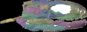 X-ray reconstruction of Westlothiana