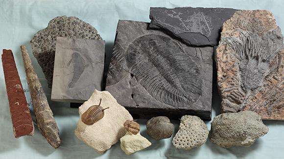 Large Volcanic Eruption May Have Caused the First Mass Extinction 2