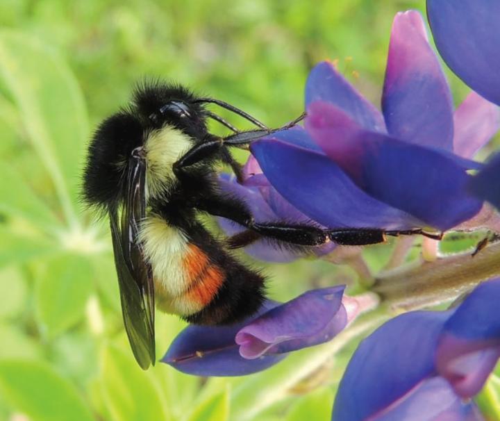 <i>Bombus ephippiatus</i>