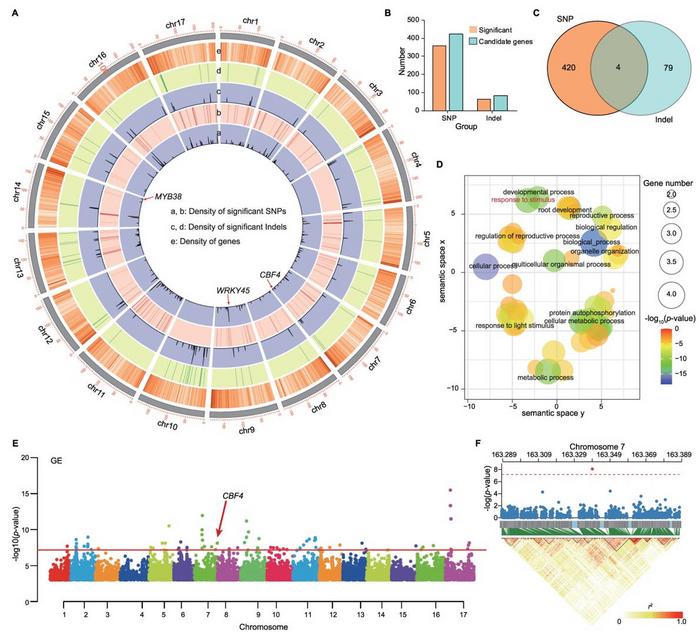 Integrated high-throughput phenotyping and GWAS to identify candidate genes in response to salt stress.